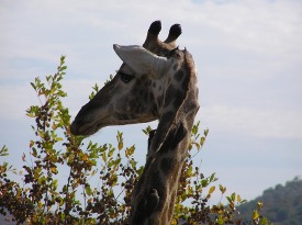 Giraffe