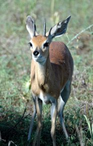 Steenbok