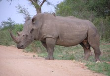 Rhino