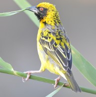 Village weaver
