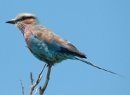 Lilac-breasted roller