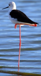 Black-winged stilt