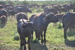 Cape buffalo