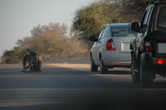 Baboons on road, Kruger National Park