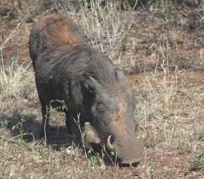 Warthog