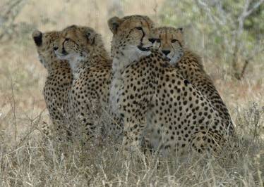 Cheetahs