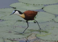 African jacana