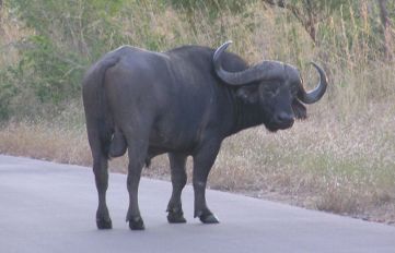 Buffalo