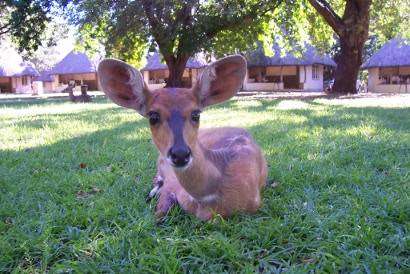 Bushbuck, Letaba Rest Camp