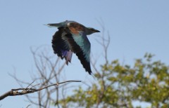 Lilac-breasted roller