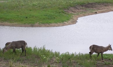 Waterbuck by river