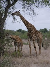 Giraffes eating