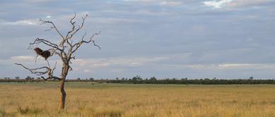 Grassy plain, Kruger National Park