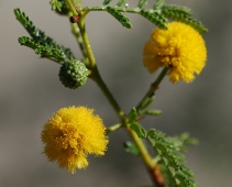Yellow acacia flower