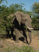 Elephant