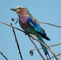 Lilac-breasted roller