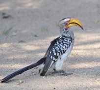 Yellow-billed hornbill