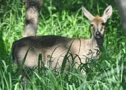 Grey duiker
