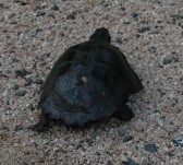 Terrapin