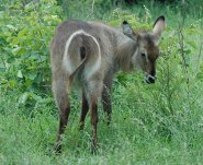 Waterbuck