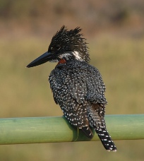 Giant kingfisher