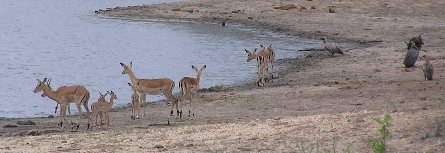 Impala at dam