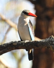 Woodland kingfisher
