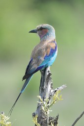 Lilac-breasted roller