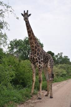 Giraffe