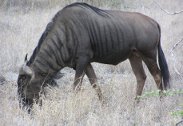 Wildebeest