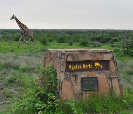 Ngotso North Waterhole