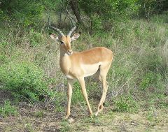 Impala