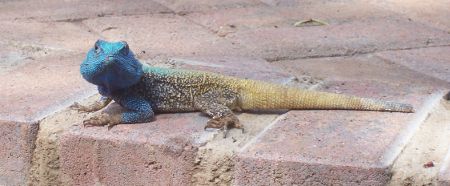Agama lizard