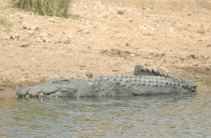 Nile crocodile
