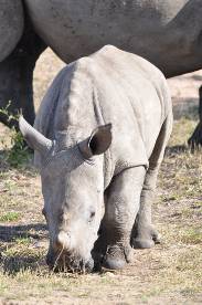 Rhino calf