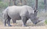 Rhino, Kruger National Park