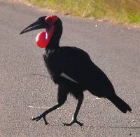 Southern ground-hornbill