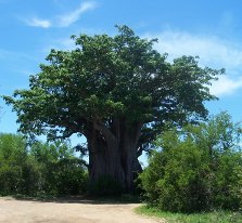 Southernmost baobab tree, Kruger National Park