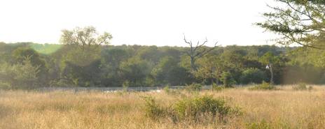 View of webcam from Orpen Rest Camp