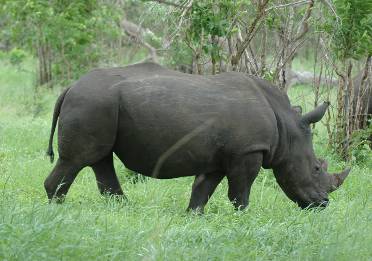 Rhinoceros