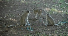 Vervet monkeys