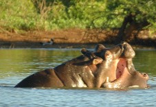 Fighting hippos