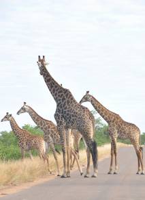 Giraffe family