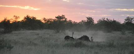 Ostriches at dusk