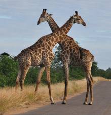 Giraffes crossing necks