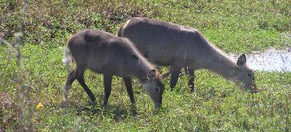 Waterbuck feeding
