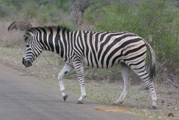 Zebra