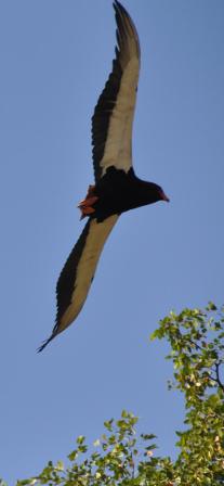 Bateleur