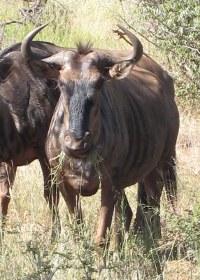 Wildebeest