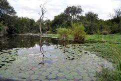 Lake Panic Bird Hide, Kruger National Park